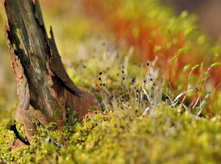 Ein Motiv aus dem Kalender Natur - im Detail - CALVENDO Foto-Puzzle'