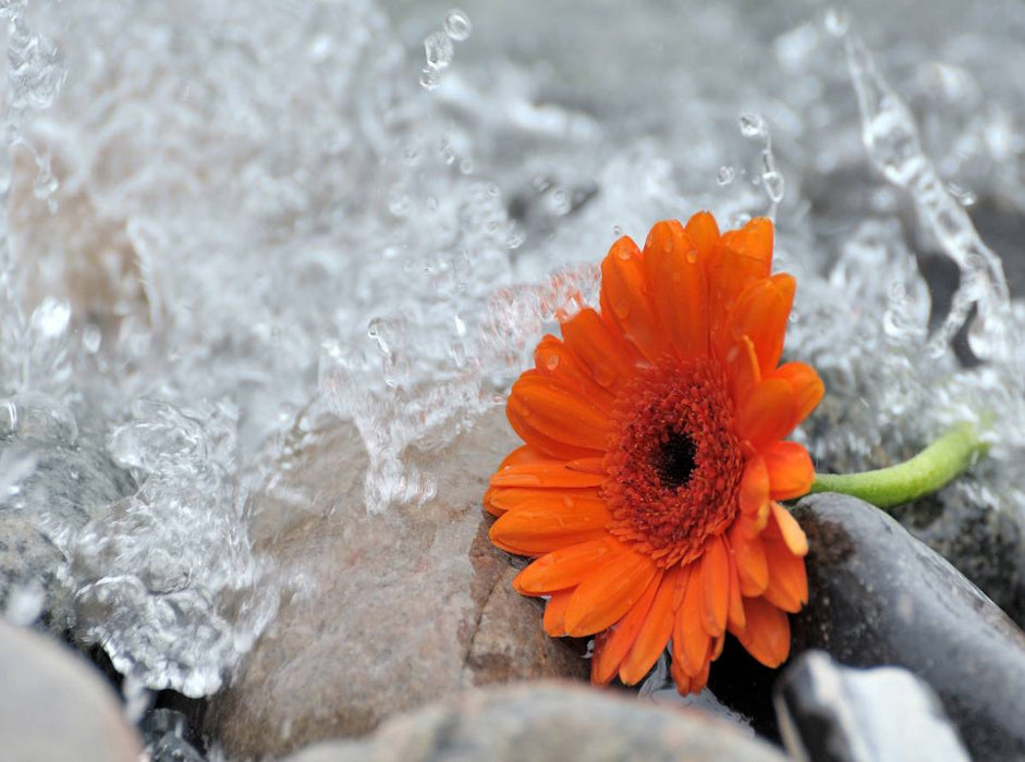 Ein Motiv aus dem Kalender Natur - im Detail - CALVENDO Foto-Puzzle'