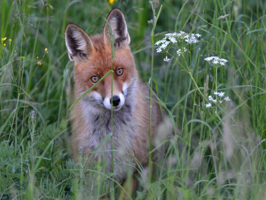 Ein Motiv aus dem Kalender Wildlife Impressionen - CALVENDO Foto-Puzzle'