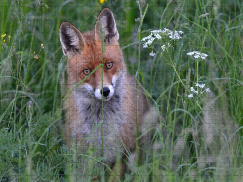 Ein Motiv aus dem Kalender Wildlife Impressionen - CALVENDO Foto-Puzzle'