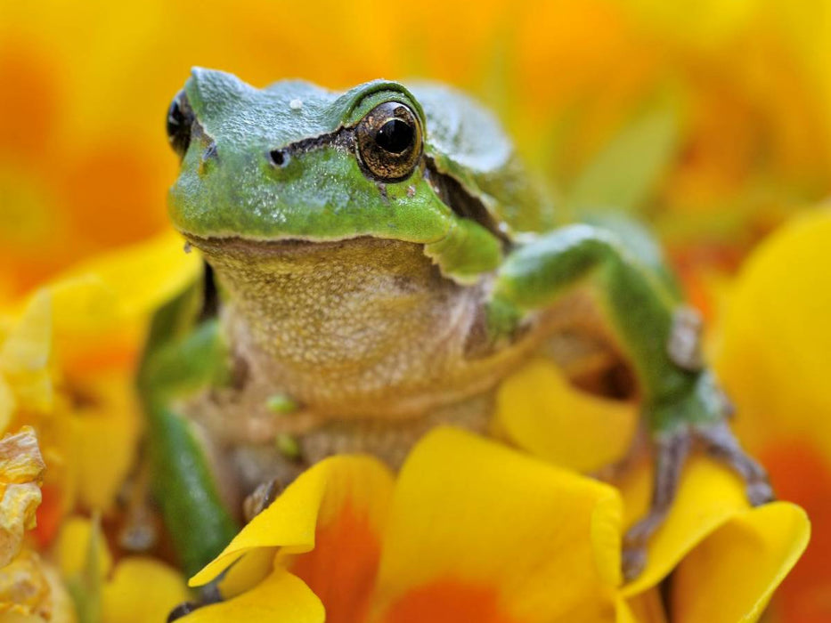 Ein Motiv aus dem Kalender Natur - im Detail - CALVENDO Foto-Puzzle'