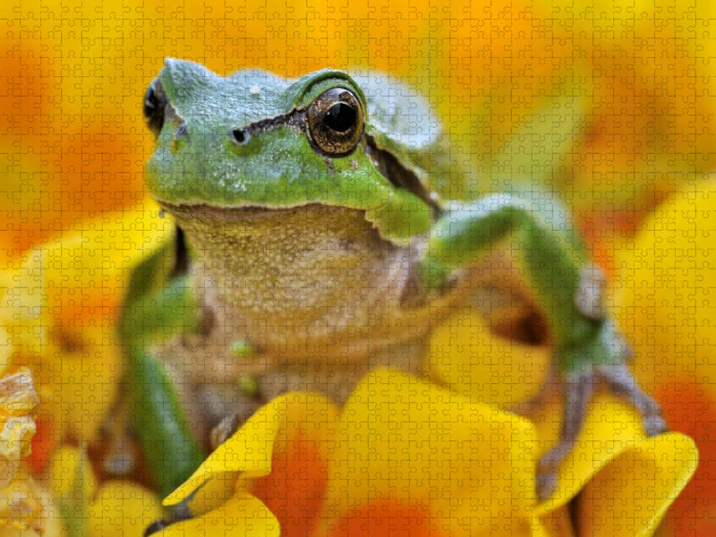 Ein Motiv aus dem Kalender Natur - im Detail - CALVENDO Foto-Puzzle'