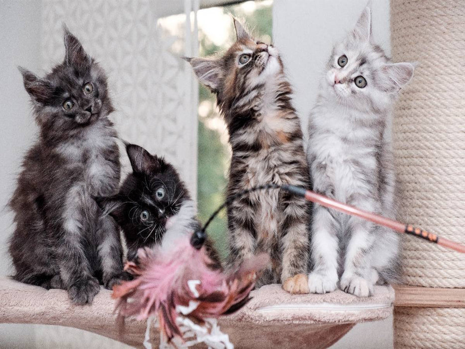 New Kitts - CALVENDO Foto-Puzzle'