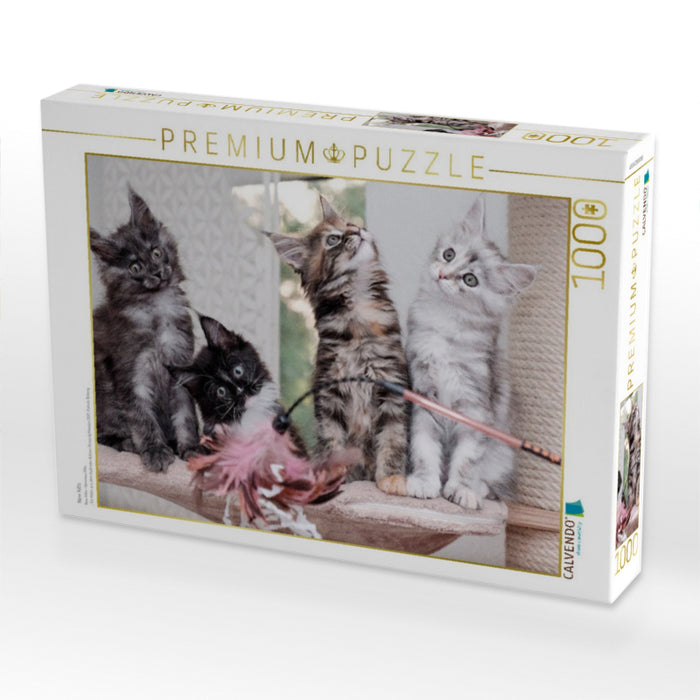 New Kitts - CALVENDO Foto-Puzzle'