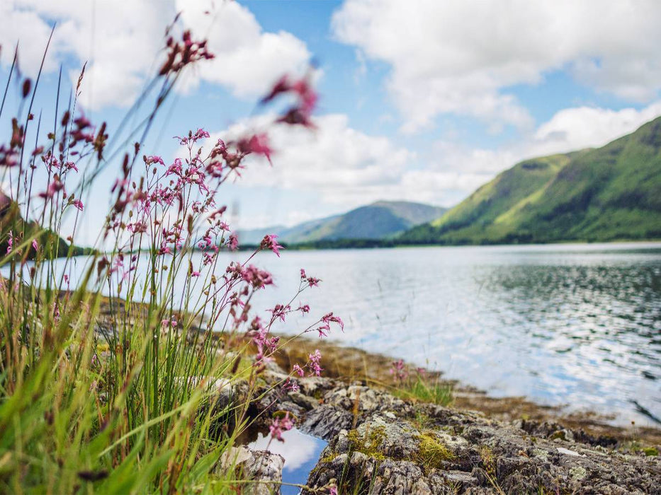 Wildblumen aus dem Norden Schottlands - CALVENDO Foto-Puzzle'