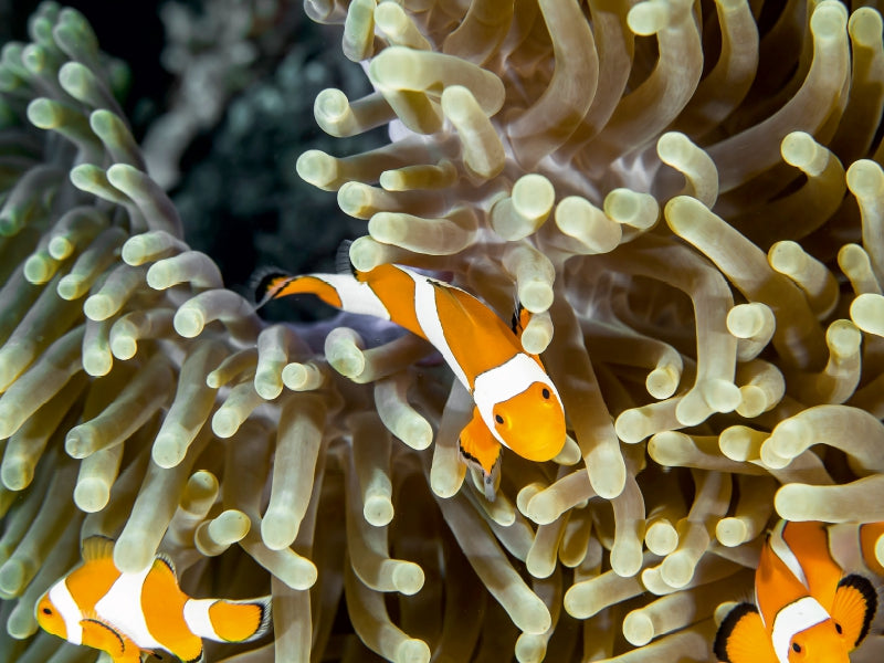 Falscher Clown - Anemonenfisch 1000 Teile Puzzle quer - CALVENDO Foto-Puzzle'