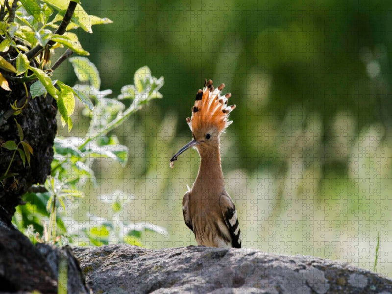 Wiedehopf - CALVENDO Foto-Puzzle'
