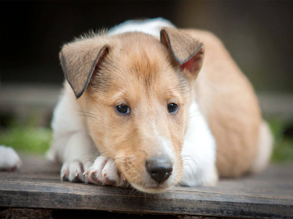 Kurzhaarcollie-Welpe - CALVENDO Foto-Puzzle'