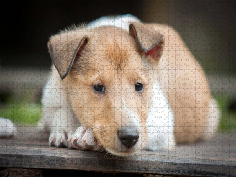 Kurzhaarcollie-Welpe - CALVENDO Foto-Puzzle'