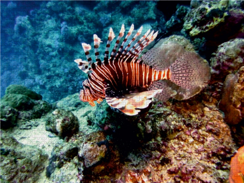 Lionfish, Koraffi, Egypt - CALVENDO photo puzzle 