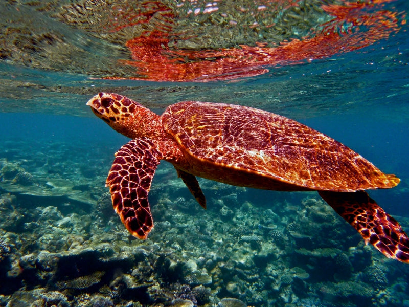Turtle, Bathala, Maldives - CALVENDO photo puzzle 