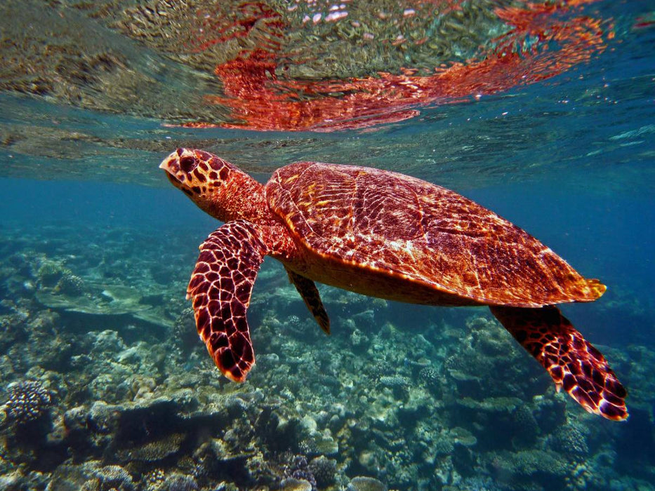 Schildkröte, Bathala, Malediven - CALVENDO Foto-Puzzle'
