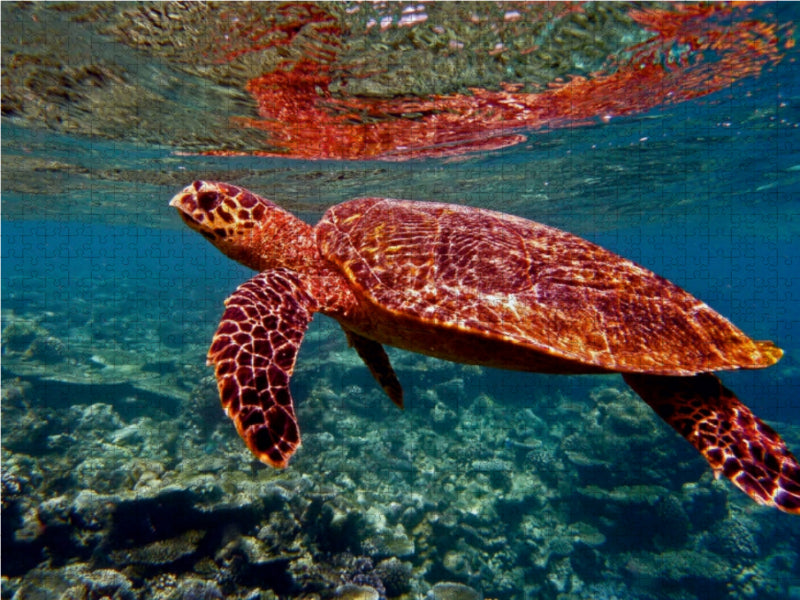 Turtle, Bathala, Maldives - CALVENDO photo puzzle 
