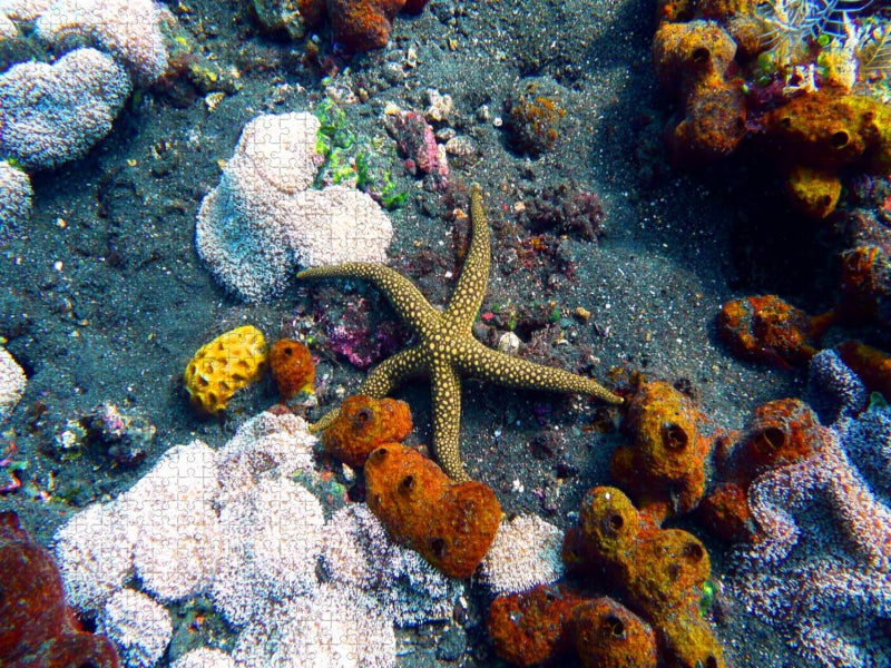 Galathea-Seestern, Drop Off, Tulamben,Bali, Indonesien - CALVENDO Foto-Puzzle'