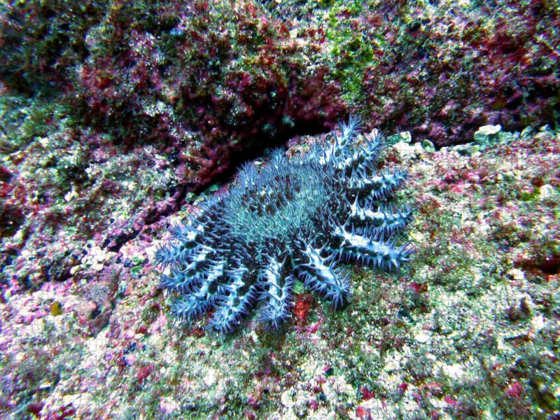 Dornenkrone, Alcyone, Cocos Island, Costa Rica - CALVENDO Foto-Puzzle'
