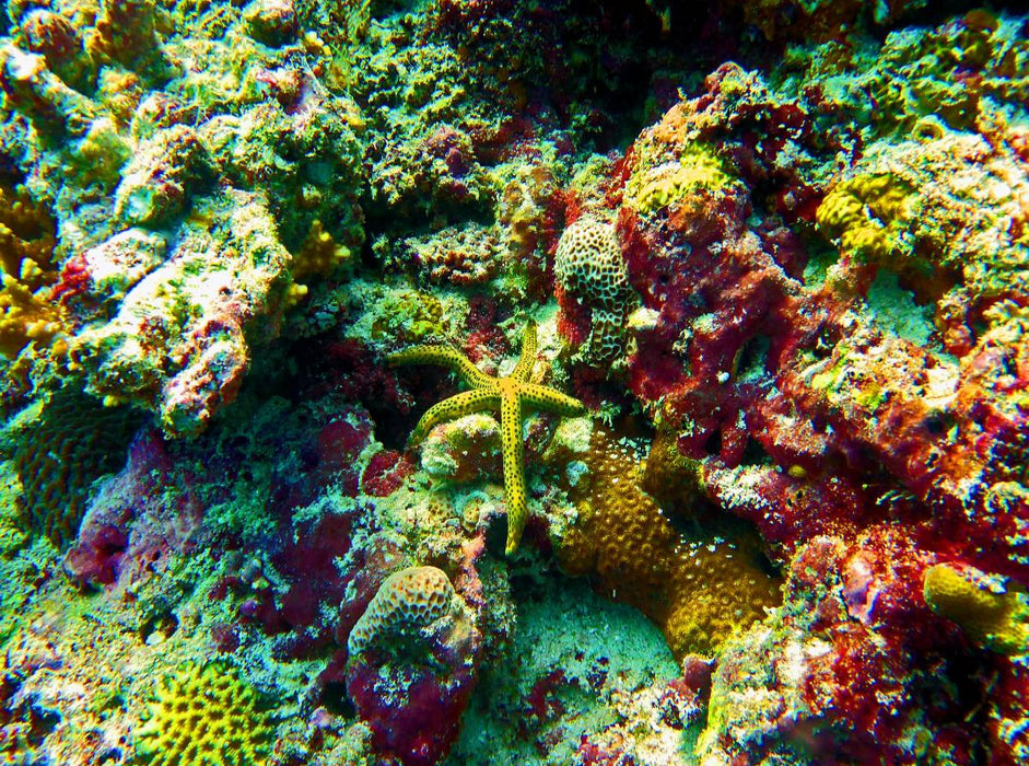 Seestern, Bathala, Malediven - CALVENDO Foto-Puzzle'