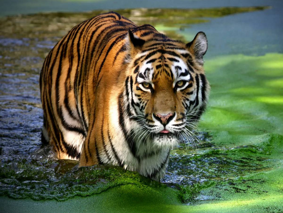 Ein Motiv aus dem Kalender Tiger - die leisen Jäger des Dschungels - CALVENDO Foto-Puzzle'