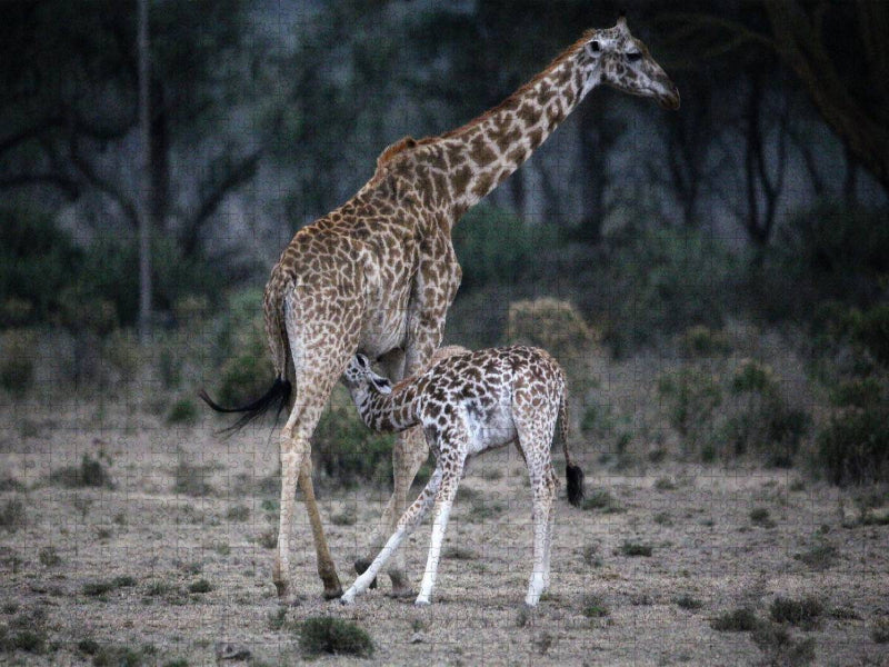 Giraffenmutter mit Kind - CALVENDO Foto-Puzzle'