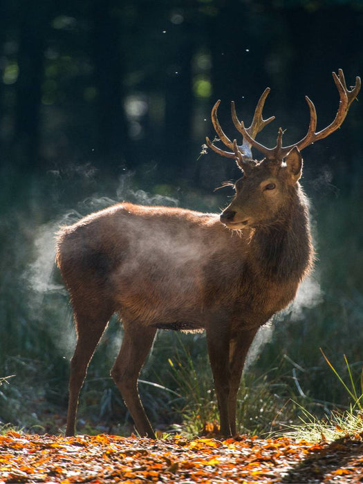 Der junge Hirsch schüttelt die Herbstfeuchte aus dem Fell. - CALVENDO Foto-Puzzle'