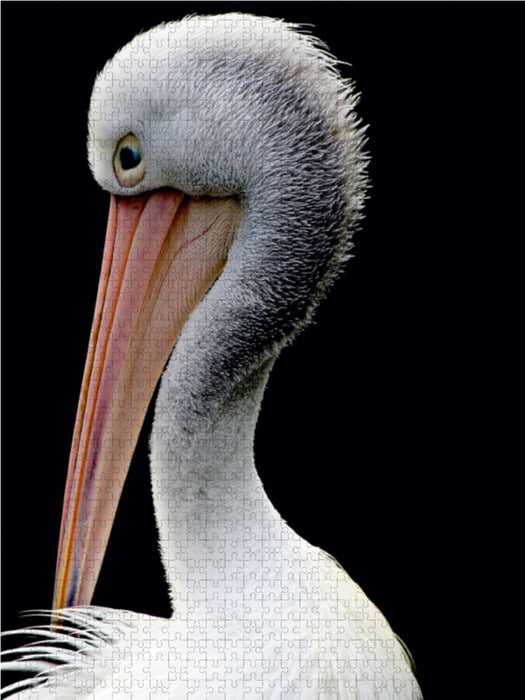 Closer to the bird world - CALVENDO photo puzzle 