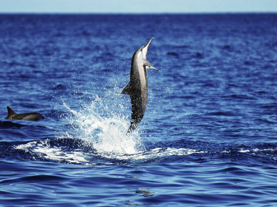 Leap of joy - CALVENDO photo puzzle 