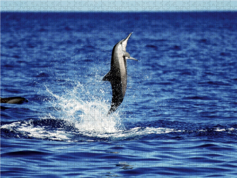 Leap of joy - CALVENDO photo puzzle 