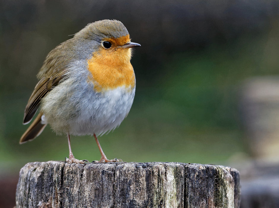 Robin - CALVENDO photo puzzle 