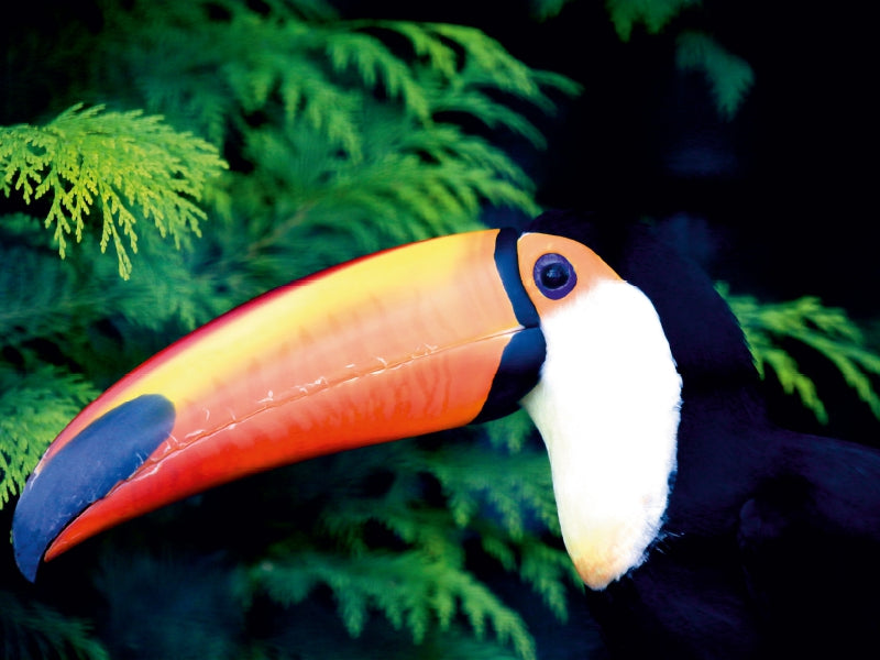 The Toucan - CALVENDO photo puzzle 