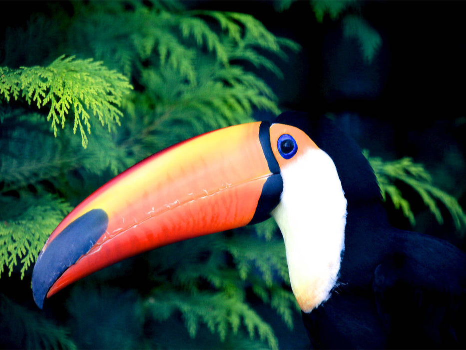 Der Tukan - CALVENDO Foto-Puzzle'