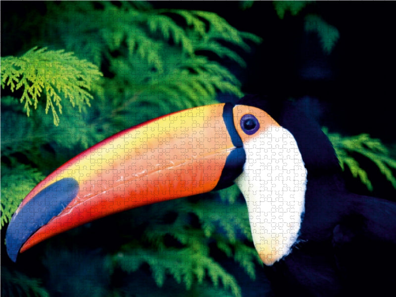 The Toucan - CALVENDO photo puzzle 