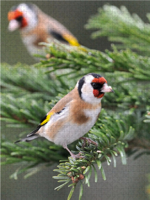 Goldfinch - CALVENDO photo puzzle 
