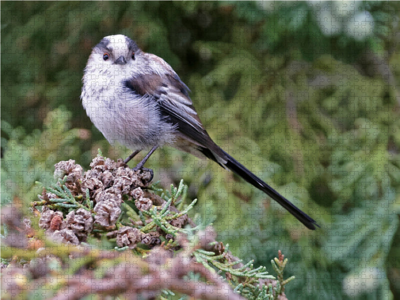Mésange à longue queue - Puzzle photo CALVENDO