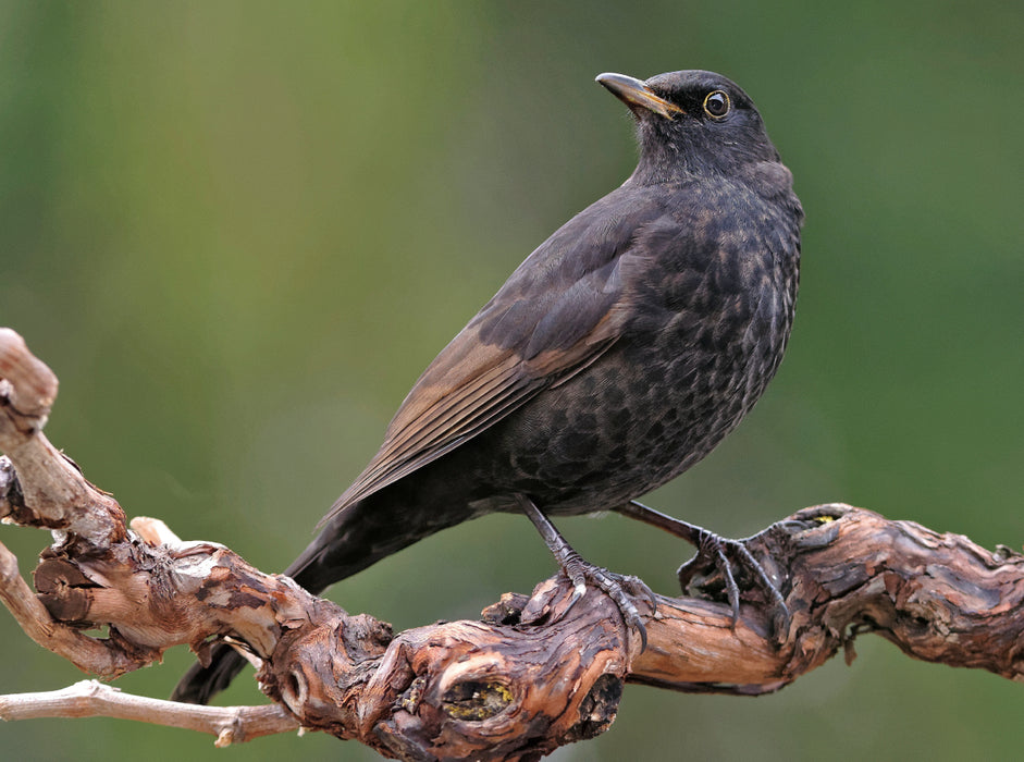 Amsel 2000 Teile Puzzle quer - CALVENDO Foto-Puzzle'