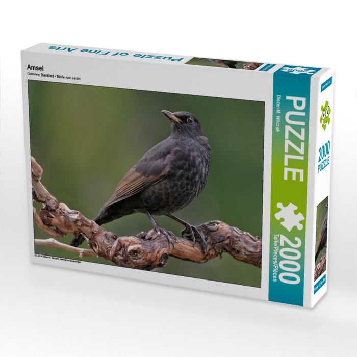 Amsel 2000 Teile Puzzle quer - CALVENDO Foto-Puzzle'