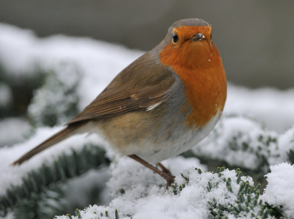 Robin - CALVENDO photo puzzle 