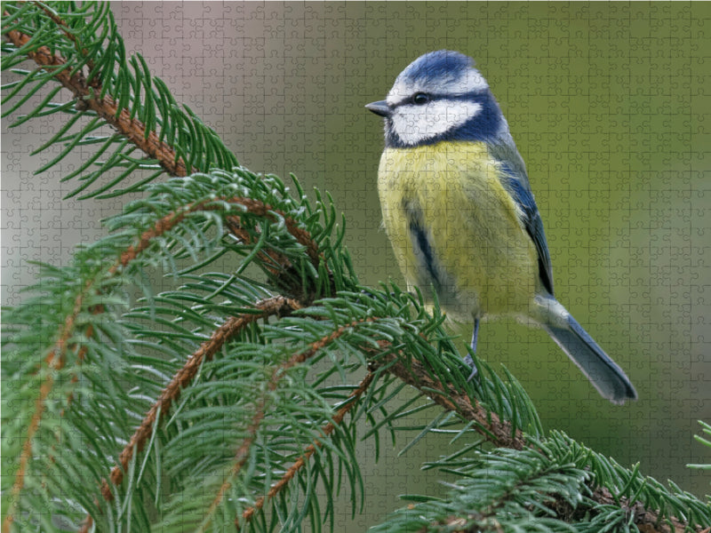 Blue tit - CALVENDO photo puzzle 