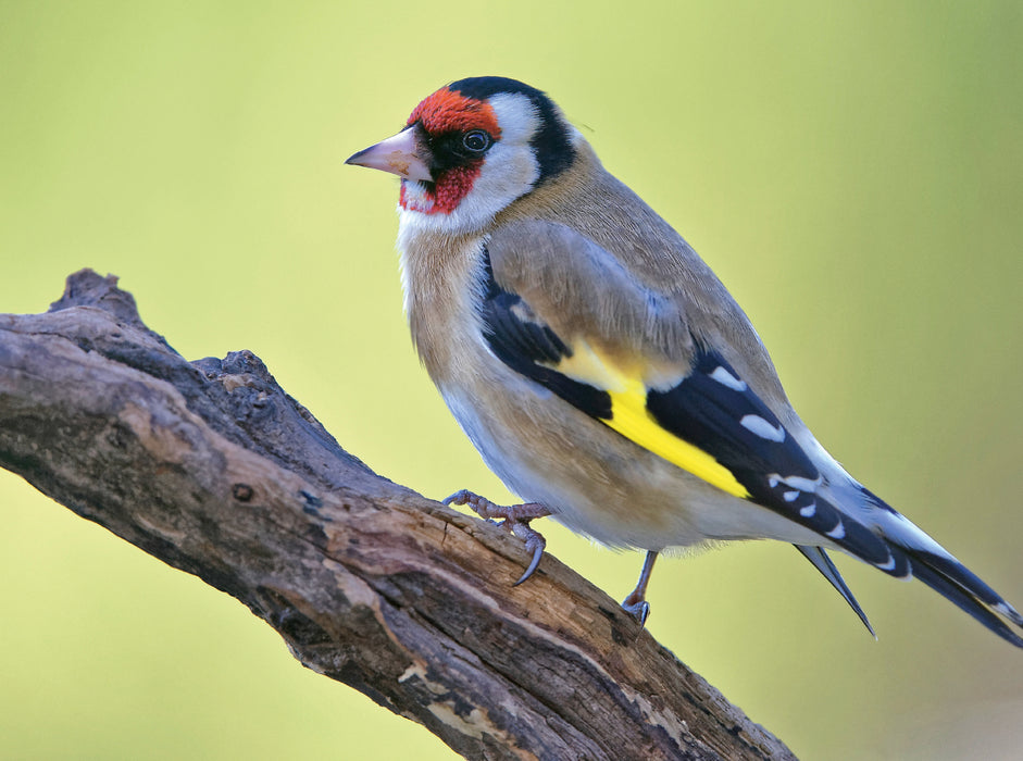 Goldfinch - CALVENDO photo puzzle 