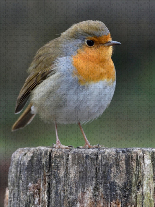 Robin - CALVENDO photo puzzle 