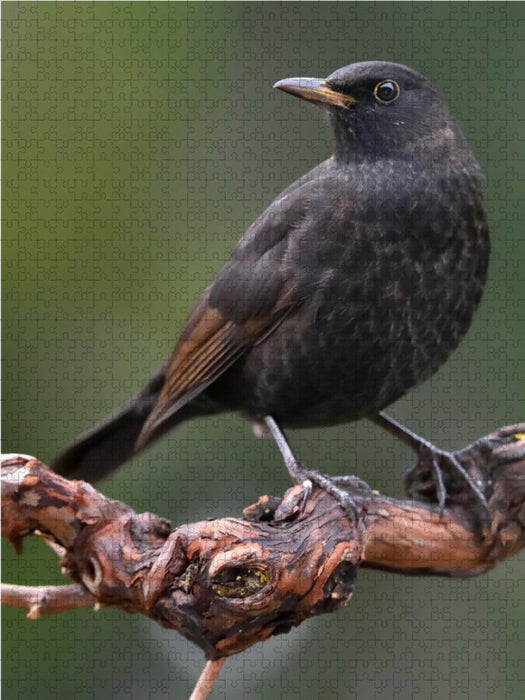 Blackbird - CALVENDO photo puzzle 