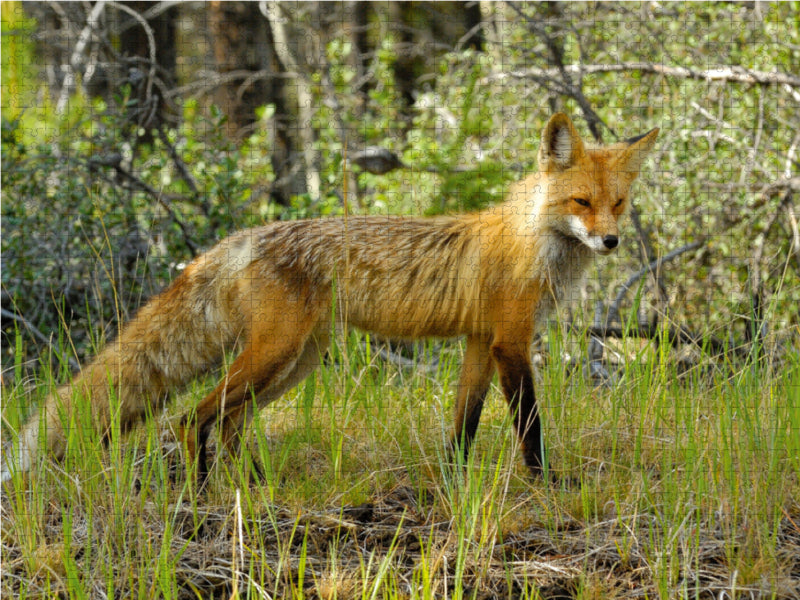 Rotfuchs 2000 Teile Puzzle quer - CALVENDO Foto-Puzzle'
