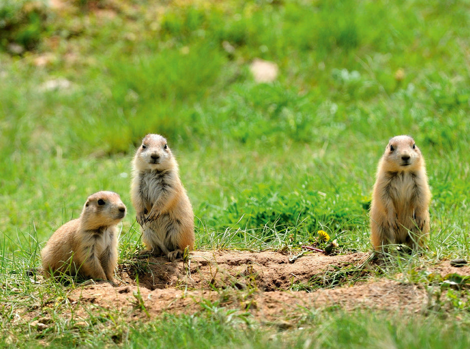 Black-tailed Prairie Dog - CALVENDO photo puzzle 