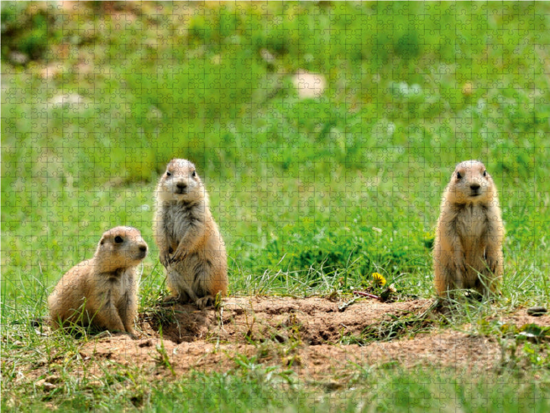 Black-tailed Prairie Dog - CALVENDO photo puzzle 