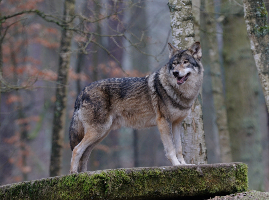 Timberwolf 2000 Teile Puzzle quer - CALVENDO Foto-Puzzle'