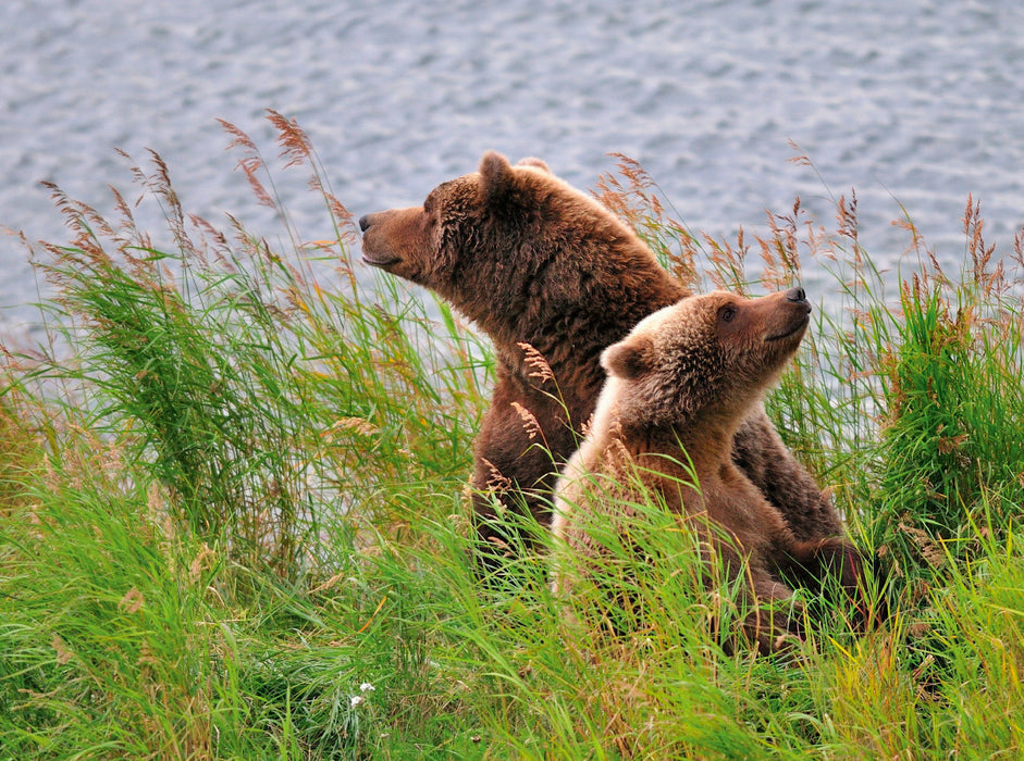 Alaska Braunbären 2000 Teile Puzzle quer - CALVENDO Foto-Puzzle'