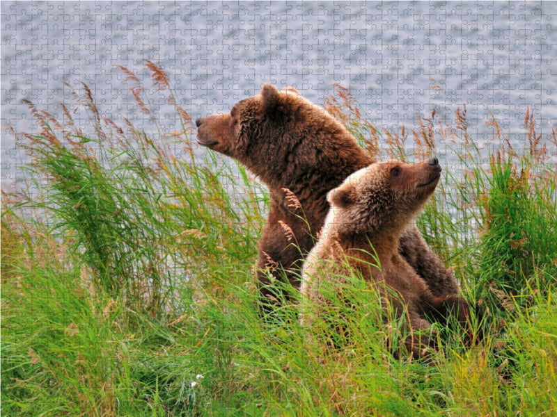 Alaska Braunbären 2000 Teile Puzzle quer - CALVENDO Foto-Puzzle'
