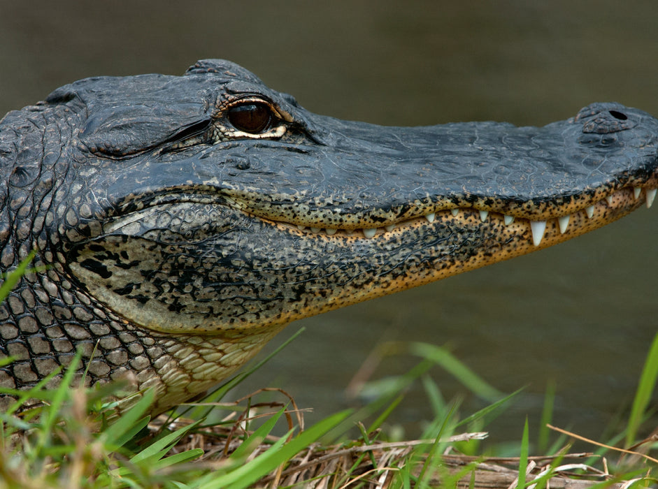 Missisippi Alligator 2000 Teile Puzzle quer - CALVENDO Foto-Puzzle'