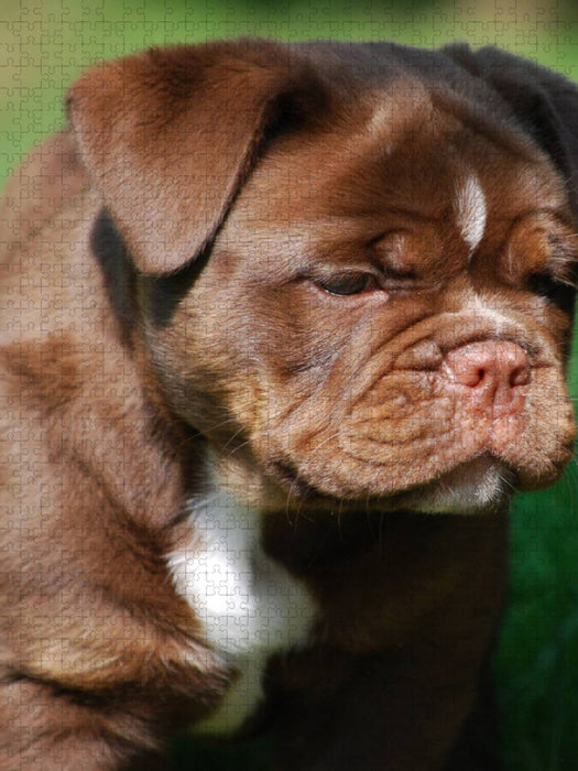 Abby - CALVENDO Foto-Puzzle'
