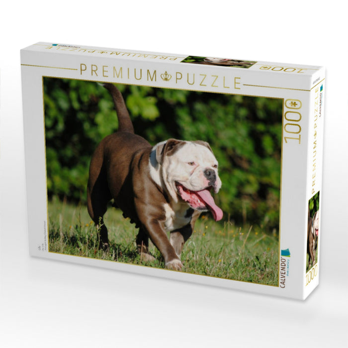 Lilly - CALVENDO Foto-Puzzle'