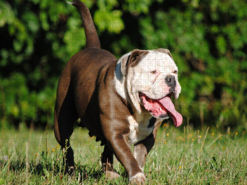 Lilly - CALVENDO Foto-Puzzle'