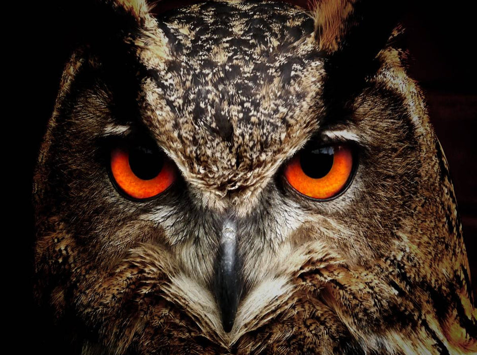 Ein Bild aus dem Kalender Eulen • Augen der Nacht - CALVENDO Foto-Puzzle'